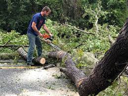 Best Tree Maintenance Programs  in Roselle, NJ