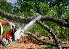 Best Arborist Consultation Services  in Roselle, NJ