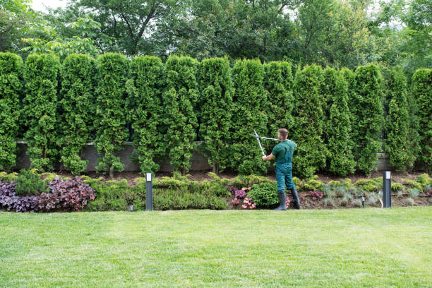 Best Root Management and Removal  in Roselle, NJ