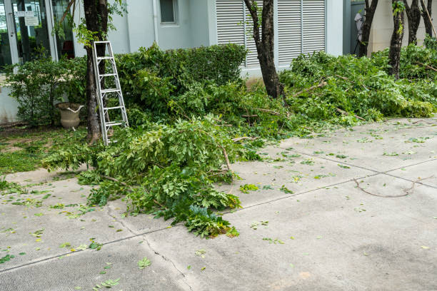 Best Firewood Processing and Delivery  in Roselle, NJ