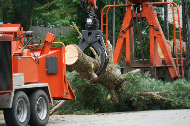 Best Hazardous Tree Removal  in Roselle, NJ