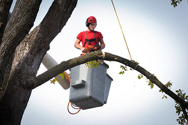 Best Tree and Shrub Care  in Roselle, NJ