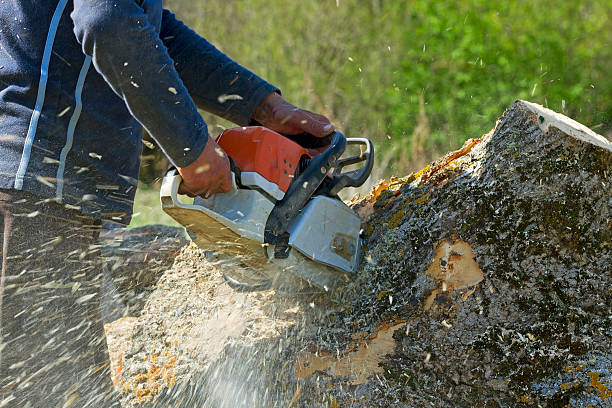 Best Lawn Maintenance Plans  in Roselle, NJ